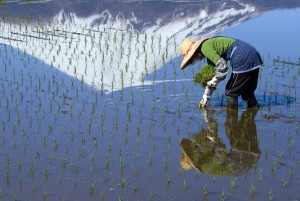 A woman planting rice by hand at the foot of Mount Fuji