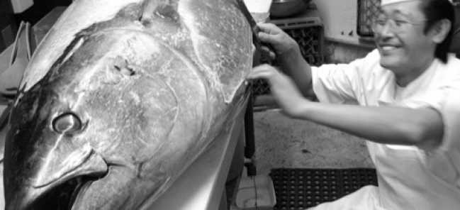 sushi chef working to cut fresh large tuna fish