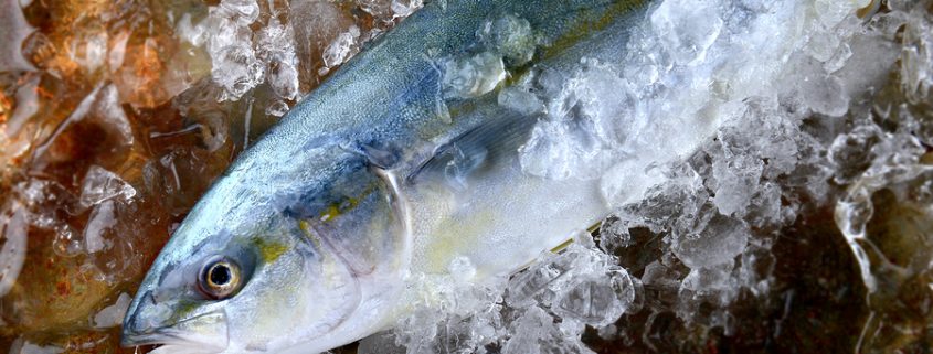 Young amberjack fish or buri fish in Japan is hamachi fish frozen in ice from fishery market