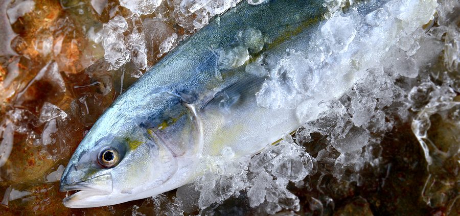Young amberjack fish or buri fish in Japan is hamachi fish frozen in ice from fishery market