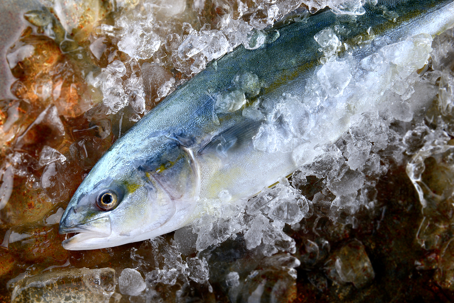 Young amberjack fish or buri fish in Japan is hamachi fish frozen in ice from fishery market