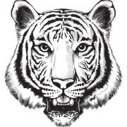 Black and White tiger drawing