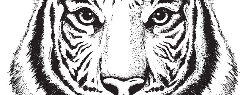 Black and White tiger drawing