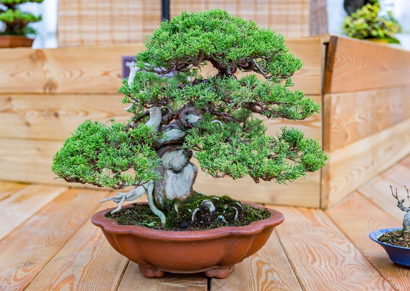 japanese pursuit of perfection symbolized in perfectly trimmed bonsai tree in a container in a Japanese garden